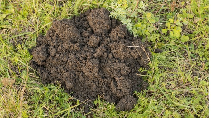 A pile of loose soil pushed up through the grass