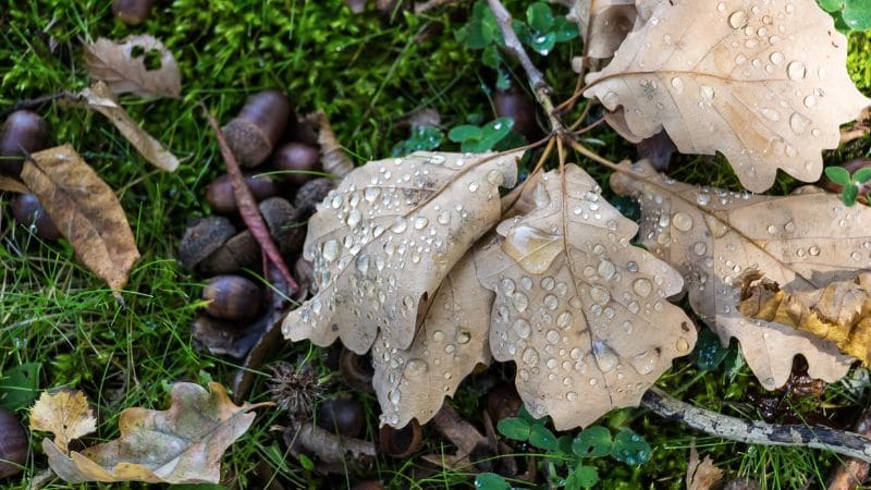 Fallen acorns and wet oak leaves on a lawn