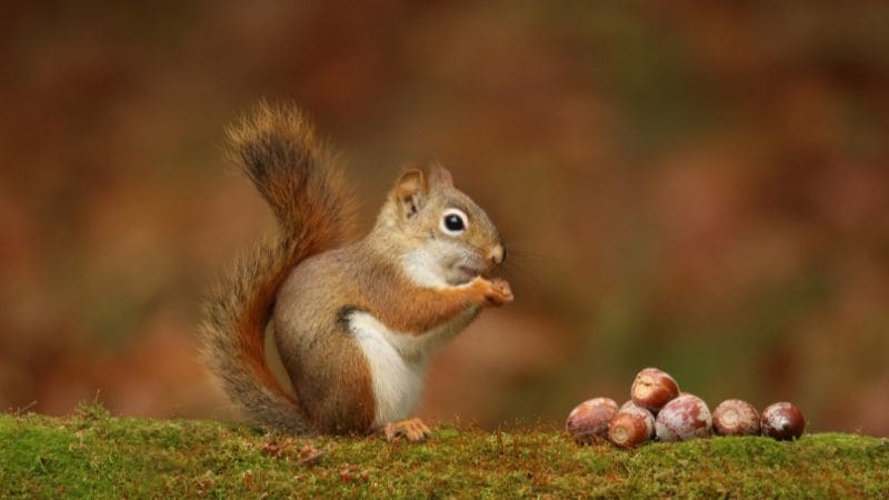 A squirrel eating acorns on a mossy log