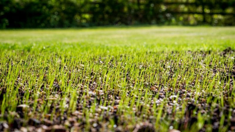 New grass seedlings coming through a bare patch