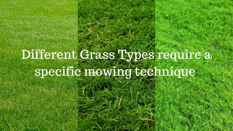 Different Grass Types