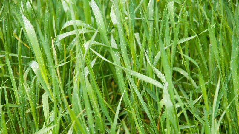 Wet grass