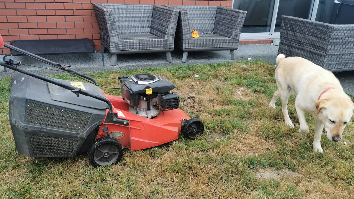 A labrador walking across a back lawn next to a red lawn mower, with outdoor furniture on the patio behind