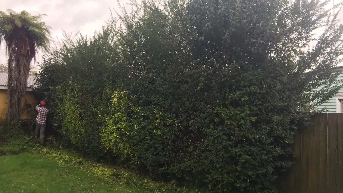 Tall hedge before a trim
