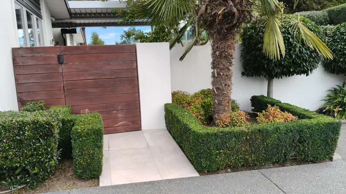 Clipped box hedges around a palm at a driveway entrance