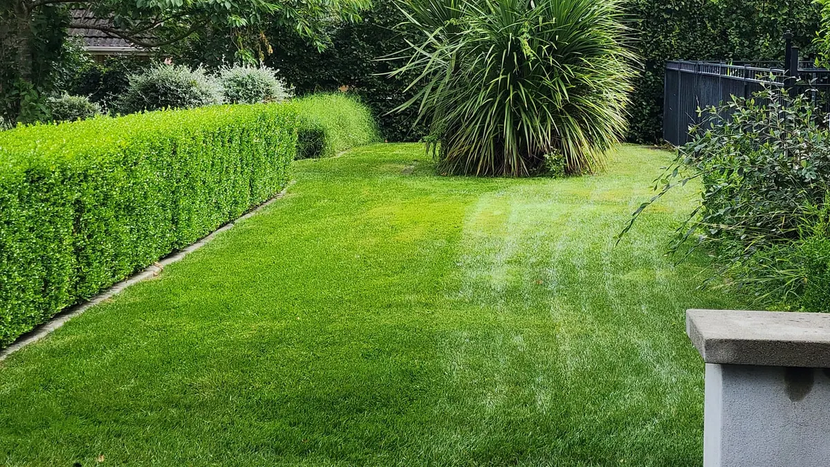 Freshly striped lawn beside a clipped hedge and cabbage tree