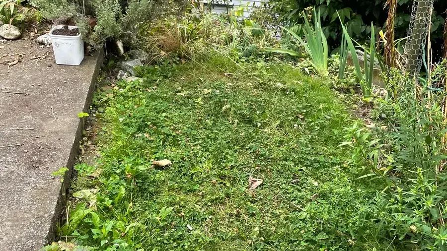 An overgrown patch of lawn full of clover and weeds beside a concrete path and untidy garden beds