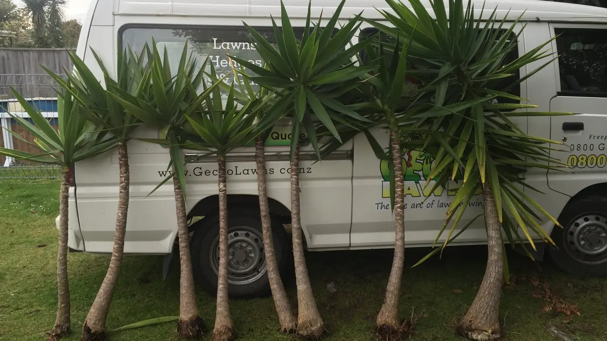 A white Gecko Lawns signwritten van parked on grass behind a row of dug-up palm trees