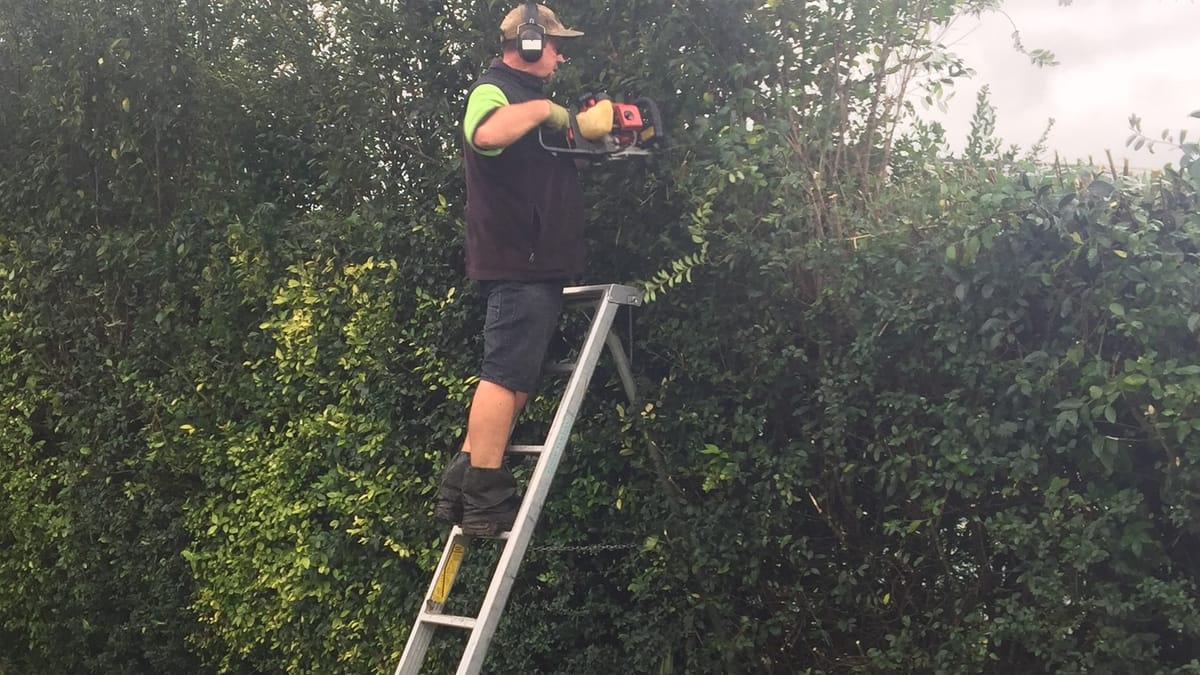 Trimming a tall hedge from a ladder